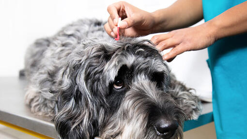 vet removing ticks from dog