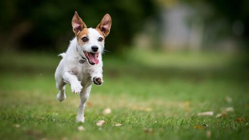 Dog running in a green field