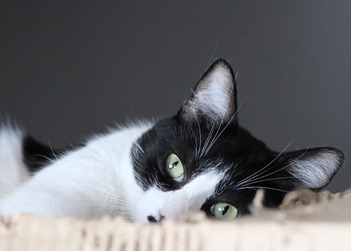 cat laying on bed