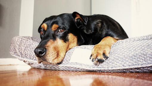 black and brown dog lying in bed