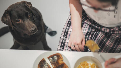 I cani possono mangiare il pane?