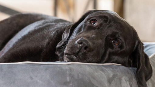 cane nero appisolato