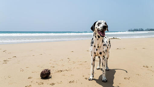 I cani possono mangiare il cocco?