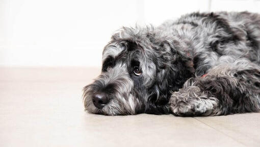  triste cane grigio sdraiato sul pavimento