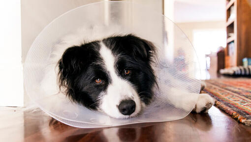 border collie che indossa un cono