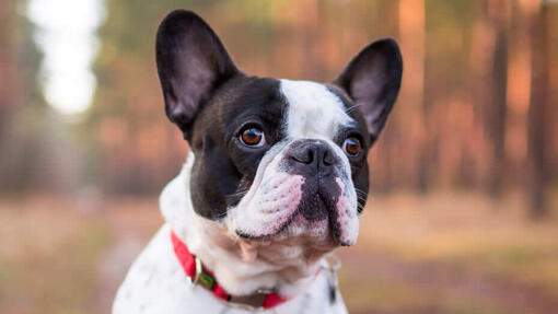 bulldog francese in una foresta