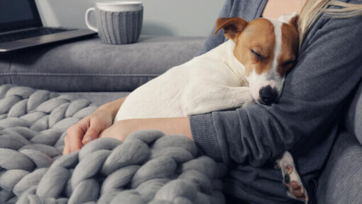 Cucciolo di Jack Russell che dorme tra le braccia del proprietario.