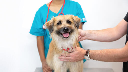 Veterinario che ispeziona un piccolo cane soffice.