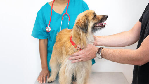  Un piccolo cane soffice che viene messo sul tavolo del veterinario.