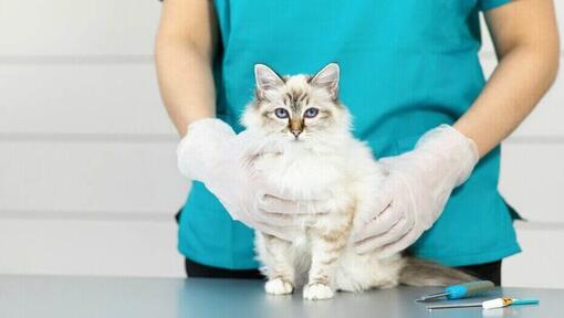 Veterinario che tiene in braccio un gattino.