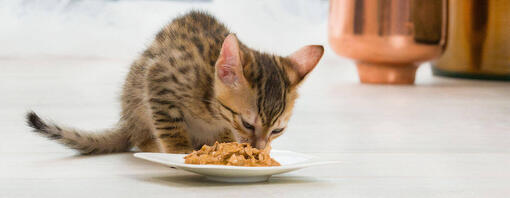 Gattino marrone che mangia cibo da un piatto