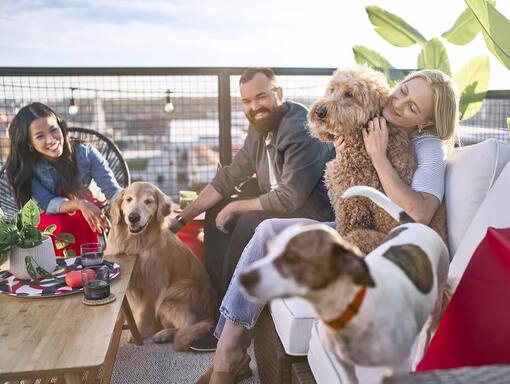 Persone all'aperto con cani