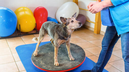 Cane che fa esercizi di equilibrio