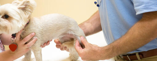 Visita veterinaria a un cane