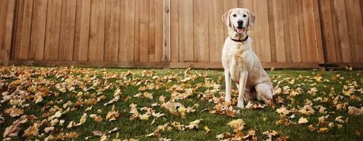 Cane Labrador seduto all'esterno