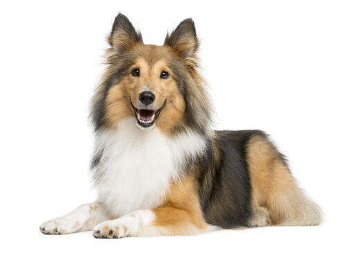 Cane da pastore scozzese Shetland