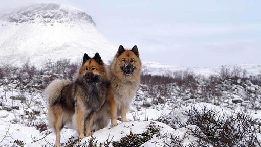 Eurasier