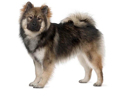 Eurasier