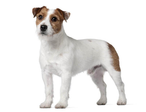 Jack Russell Terrier