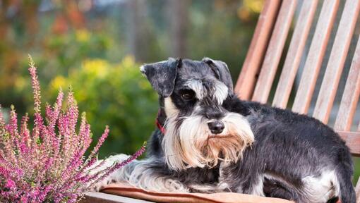 Schnauzer (Nano)