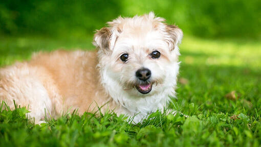 Pomapoo