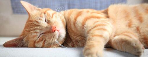Posizioni in cui dormono i gatti: cosa significano?