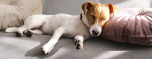 11 posizioni di sonno dei cani: cosa significano? | Purina