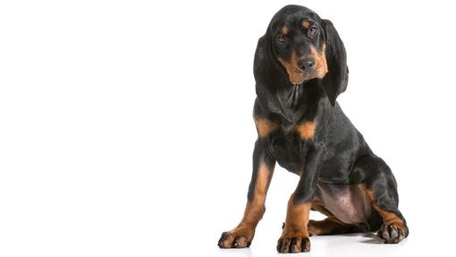 Black and Tan Coonhound