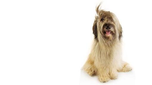 Cane da pastore catalano