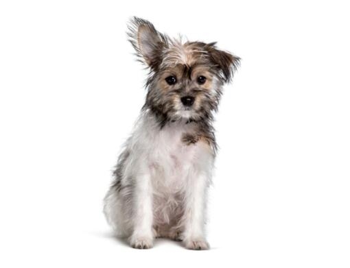 Chorkie