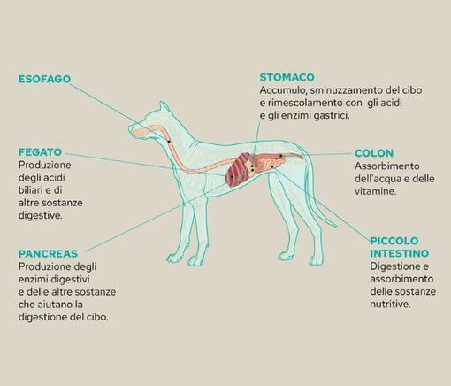 Principali funzioni del tratto gastrointestinale