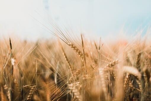 campo di grano