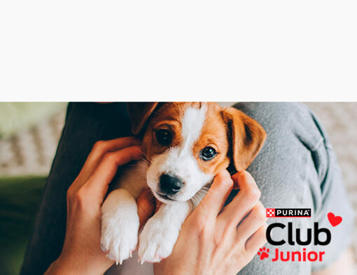 Purina Club Junior