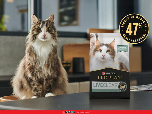 cat+food pack