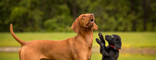 Cucciolo e cane adulto