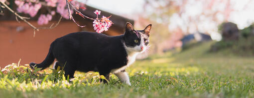 Gatto e albero in fiore