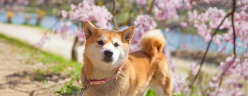 Fiori di cane e di ciliegio