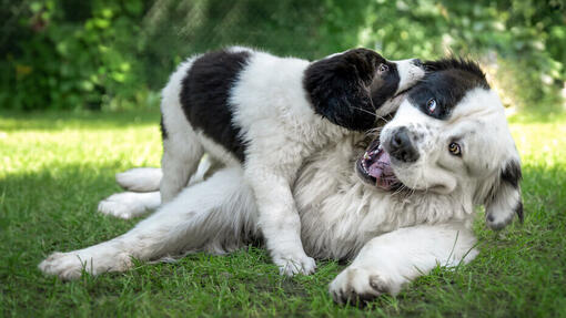 Cani che giocano