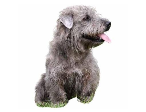 Irish Glen of Imaal Terrier