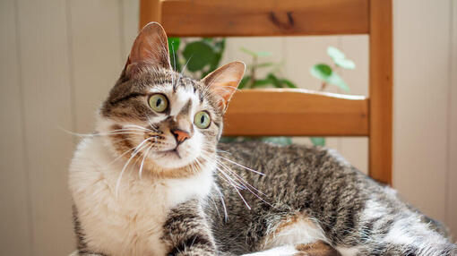 Gatto carino