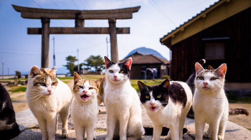 Gatti in Giappone