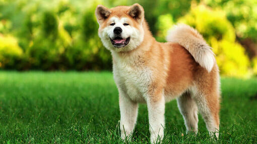 Cane fuori
