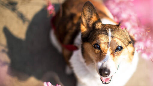 Cane felice