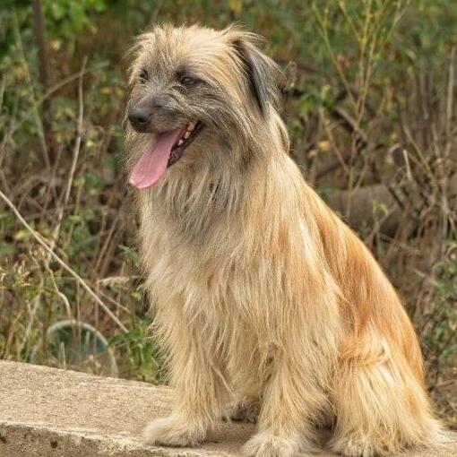 Cane da pastore dei Pirenei