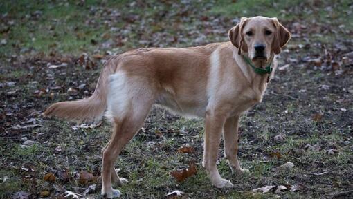 cane grande in piedi sulla macinate