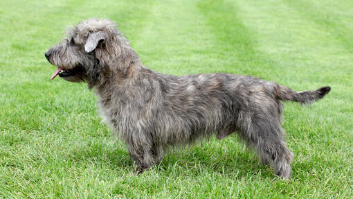 Glen of Imaal Terrier sull'erba