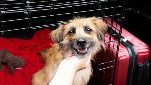 Cane in una gabbia con valigia rossa sullo sfondo