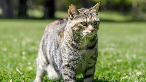 American Bobtail in natura