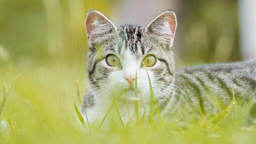 American Bobtail fuori tra l'erba