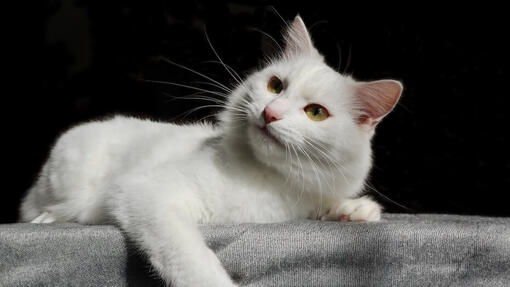Angora turco sdraiato - studio